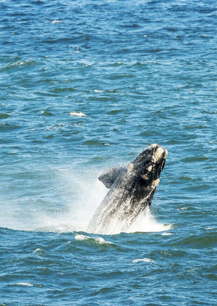 Southern Right Whale Breaching